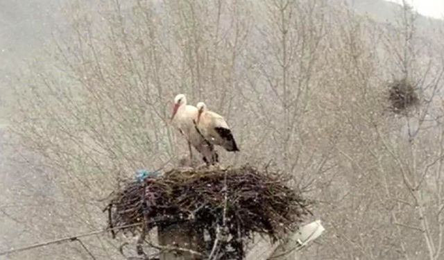 Erken göçen leyleklere kar sürprizi