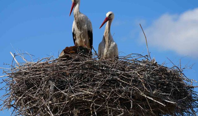 Esnafın merakla beklediği Rüzgar ve Nergis, 4'üncü yılında da aynı yuvaya döndü
