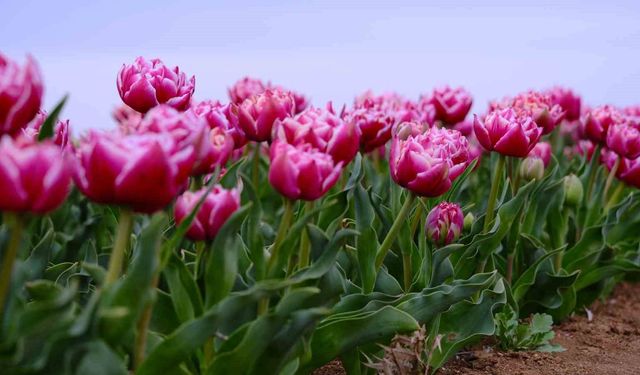 Karaman'da lale tarlası ziyaretçilerine hazırlanıyor