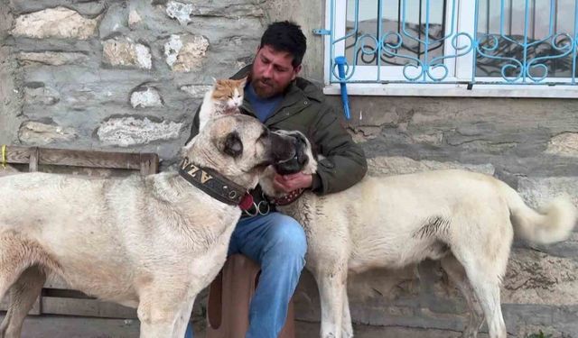 Kedi ile Kangal köpeklerinin dostluğu görenleri şaşırtıyor