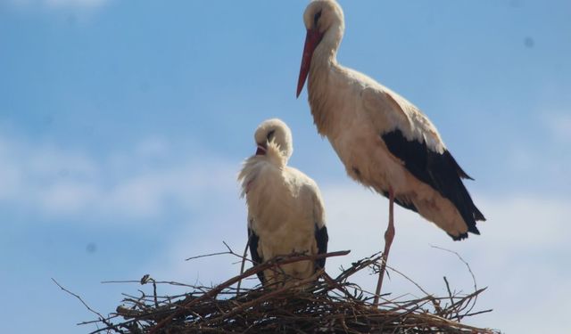 Kuşadası'nda 40 yıl sonra leylek sevinci