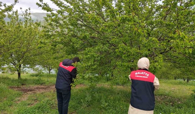 Malatya'da dolu sonrası hasar tespit çalışmaları başlatıldı