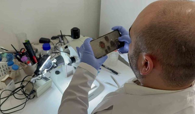 Tokat'ta uzmanından kene uyarısı: İklim düzensizliği ve küresel ısınma kene sezonunu uzatıyor