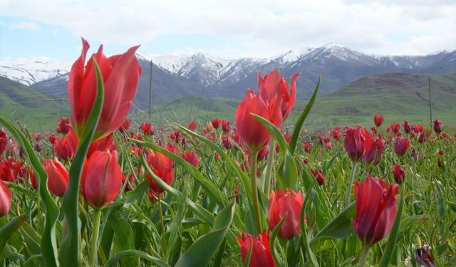 Koruma altındaki Muş lalesi güzelliğiyle ilgi odağı oldu