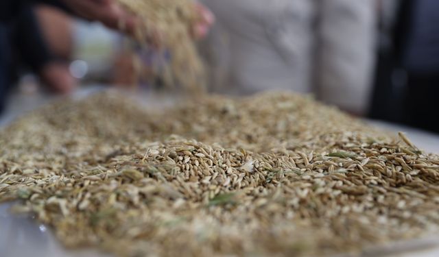 Mardin'de sezonun ilk arpa hasadı yapıldı