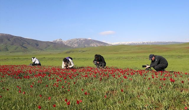 Muş lalesi, yabancı fotoğrafçıların ve belgeselcilerin kadrajında