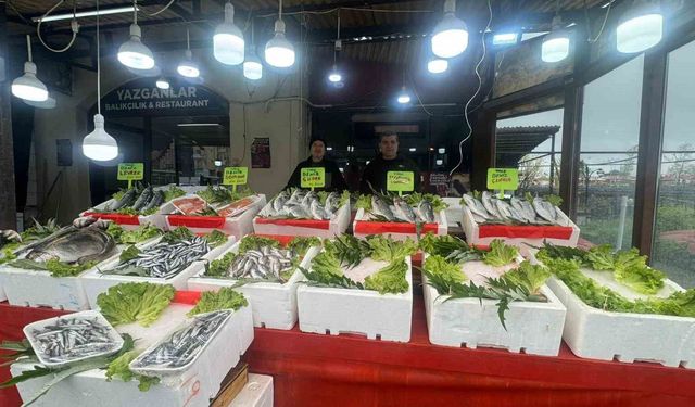 Alaplı balıkçı tezgahlarında çeşit bitti mezgit fiyatı 500 liraya çıktı