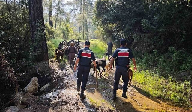 Antalya'da sürüden ayrılıp kaybolan 41 keçi jandarma tarafından bulundu
