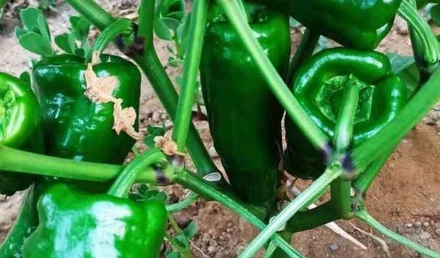 Ata tohumu Emcelli Biberi kilosu 400 TL'den satılıyor