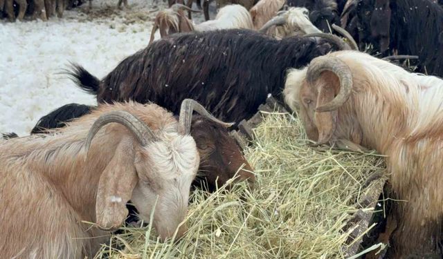 Besici çiftin mayıs karında zorlu mesaisi