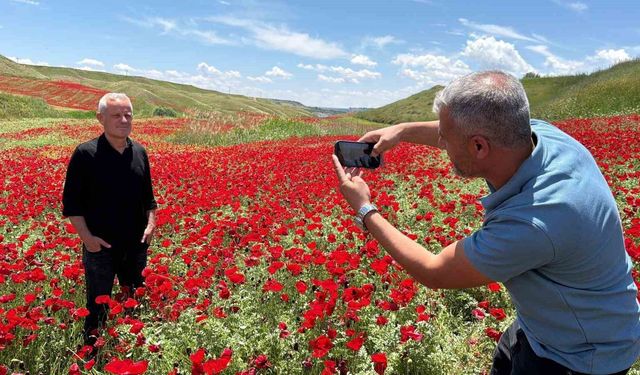 Gelinciklerle kırmızıya bürünen nohut tarlası hayran bıraktı