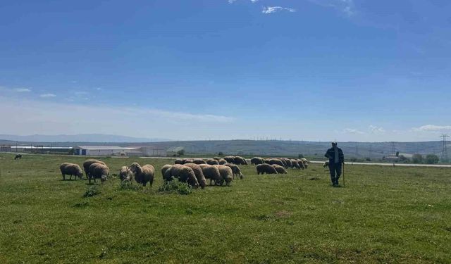 Tatili olmayan tek sektör tarım: İl Müdürü merada üreticiyle buluştu