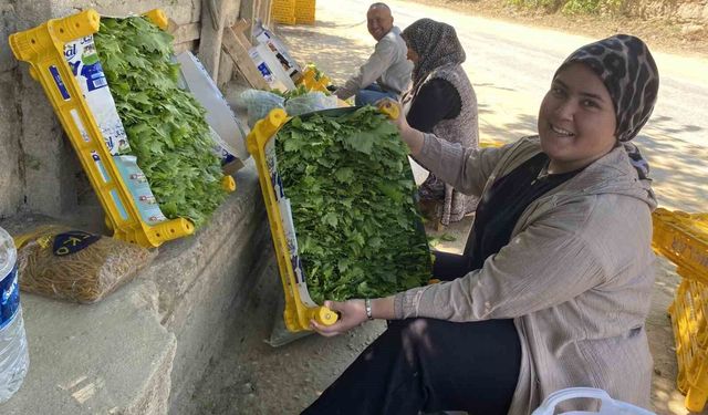 Üzümden önce yaprağı kazandırıyor