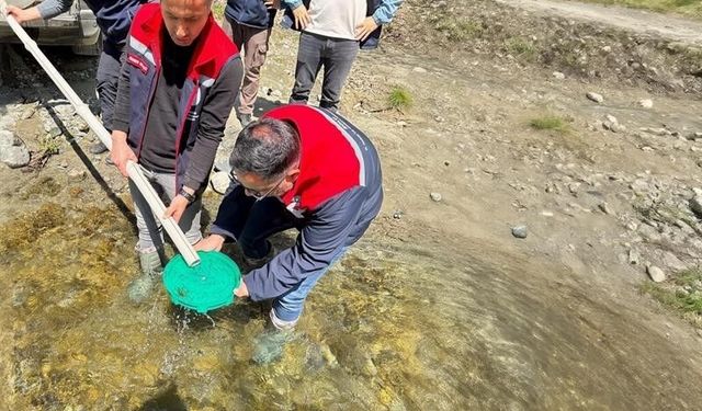 Yığılca'da derelere 50 bin kırmızı benekli alabalık yavrusu bırakıldı