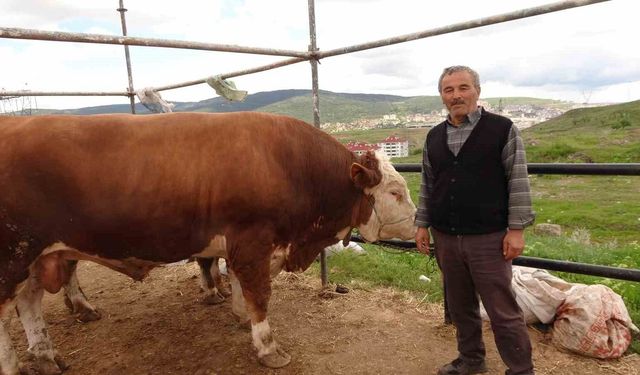 Yozgat hayvan pazarında kurbanlıklar alıcısını bekliyor