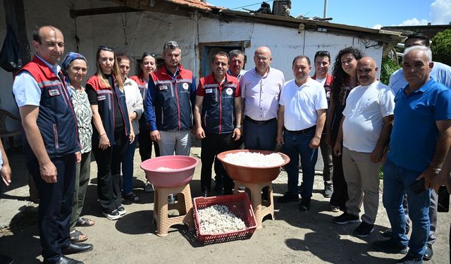 Edirne'de ipekböceği yetiştiren kadın üreticiler yaş kozaları topladı