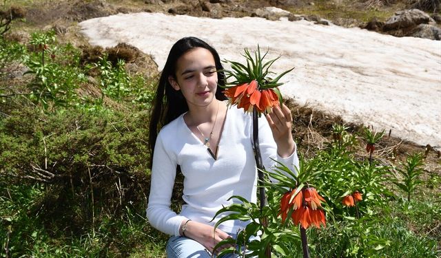 Hakkari dağlarında açan ters laleler ilgi odağı oldu