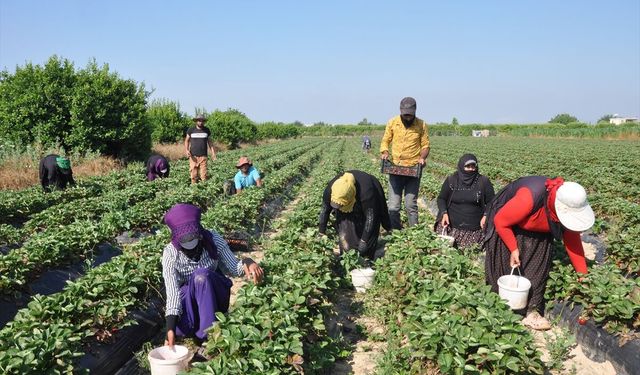 Mersin'de açık alanda üretilen tescilli Silifke çileğinde hasat sürüyor