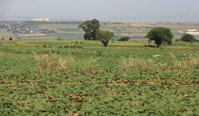 Trakya'da son yağışlar yüksek verim beklentisini güçlendirdi
