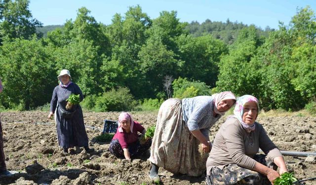 162 yıldır aynı 'Ata Tohumu' ile ekiyorlar