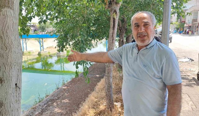 Adana'da sivrisinek istilasına vatandaş tepkisi: 'Çocuklarımız yara içinde kaldı'