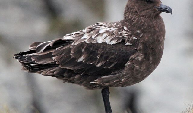 Avustralya ana karasında ilk H5N1 kuş gribi vakası şüphesi