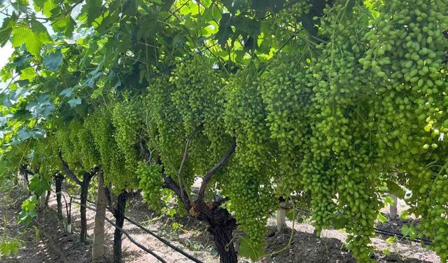 Bilinçli gübreleme, Sarıgöl bağlarında verim ve kaliteyi artırıyor