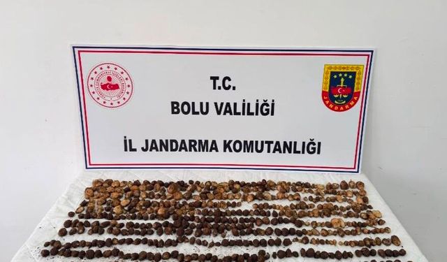 Bolu'da yabani salep toplayan 3 kişiye rekor ceza: 2 milyon 97 bin TL