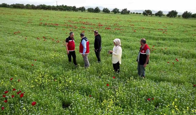 Çiftçiler, kuraklık ve zirai dona dayanıklı ürünlere yöneldi