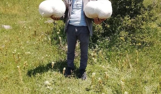 Doğada 20 kiloluk mantar buldu