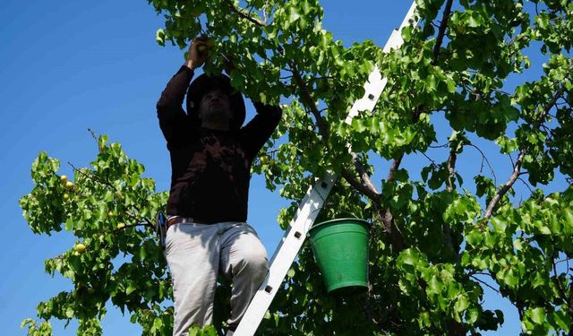 Iğdır'da binlerce tonluk sarı altın hasadı başladı