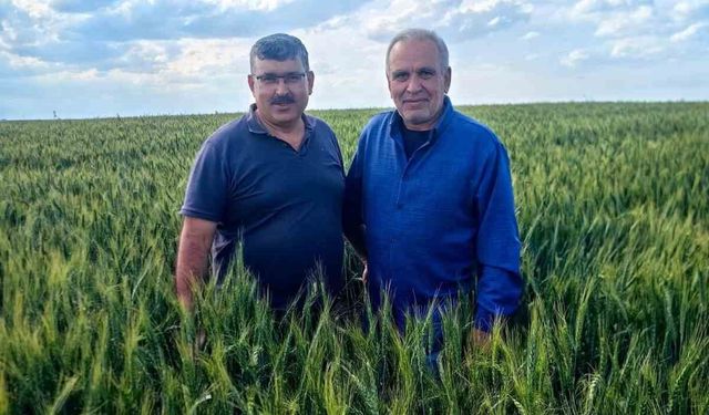 Karapınar'da arpa ve buğday tarlalarında yatma problemi