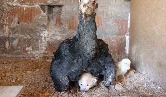 Kümesin davetsiz misafiri yavru kedi anne tavuğun altına sığındı