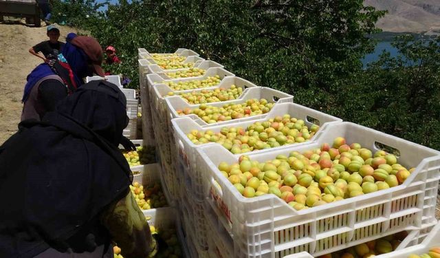 Malatya'da 'sarı altın' hasadı başladı, ilk ürünler Avrupa yolunda