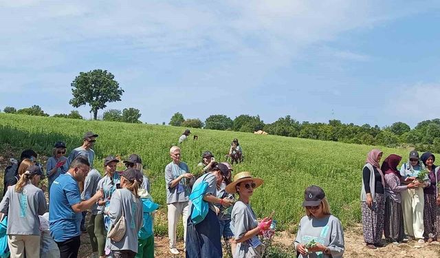 Ruslar, Gözler'de kekik hasadı yaptı