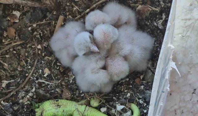 Saksıda yumurtlayan kerkenez 6. kattaki balkonu yaban hayatına çevirdi