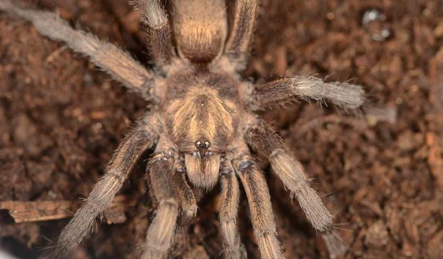 Türkiye'de ilk kez yeni bir tarantula cinsi kaydedildi