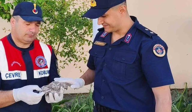 Yozgat'ta yavru baykuşa Jandarma ekipleri şefkat eli uzattı