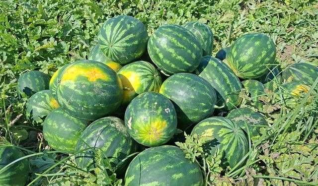 Bafra Ovası'nda karpuz hasadı devam ediyor