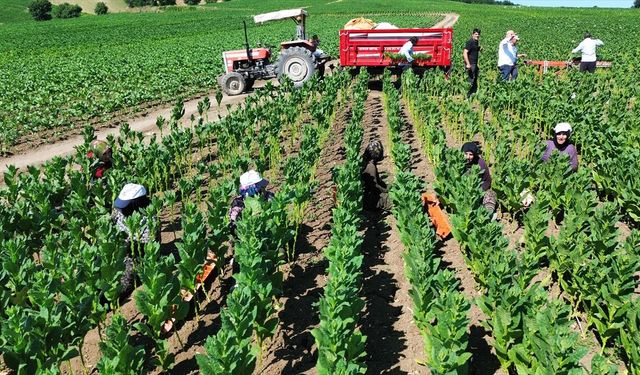 Bafra Ovası'nın yüksek kesimlerinde tütün kırımı başladı