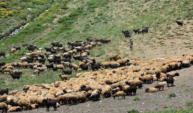 Faraşin Yaylası'nda yağışlarla yeşeren meralar hayvanlarda süt verimini artırdı