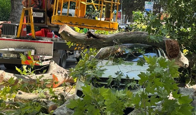 Küçükçekmece'de devrilen ağaç nedeniyle otomobilde hasar oluştu
