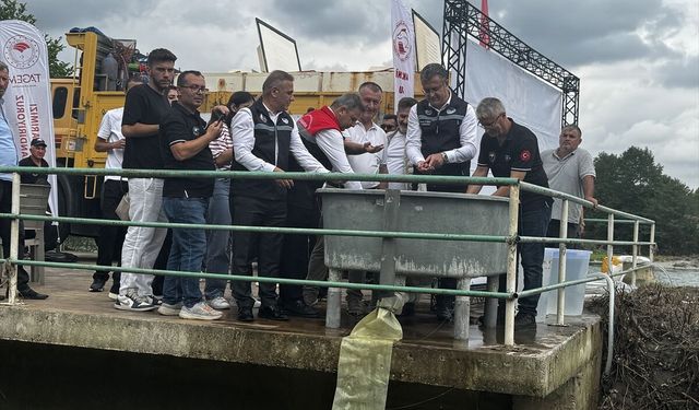 Samsun'da nesli tehlike altındaki mersin balığı yavruları Yeşilırmak'a salındı