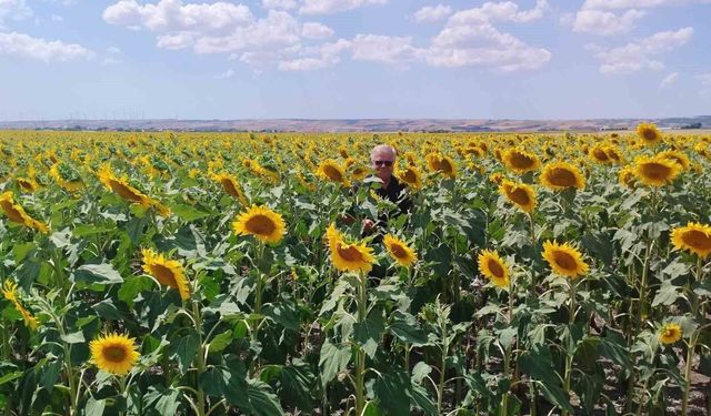 Anıza ayçiçeği ekimi yapan çiftçi kazanıyor