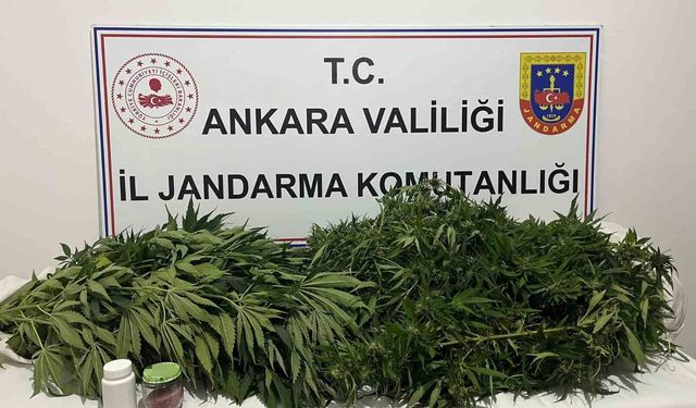 Ankara'daki narkotik operasyonunda 150 kök kenevir ele geçirildi