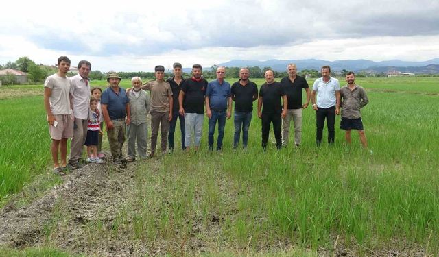 Bafralı çeltik üreticileri: 'Ekinlerimiz yanıyor'