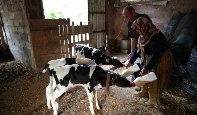 Edirne'de üçüz buzağı sürprizi: 'Rabbim bereketini üç kat verdi'