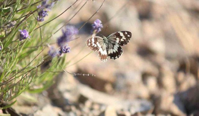 Harput'ta lavanta üzerindeki kelebeklerden görsel şölen