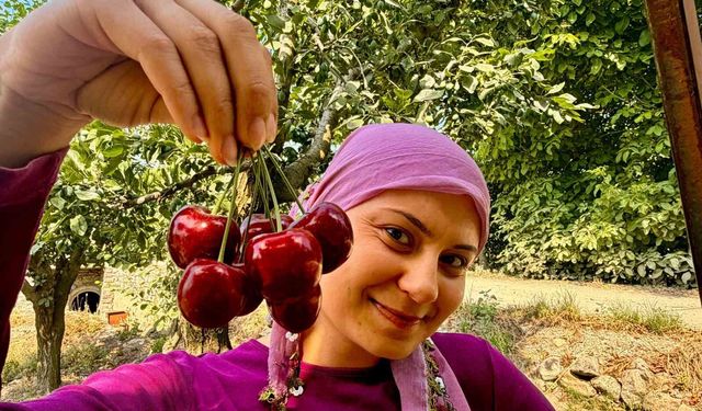 İhracatlık kirazda hasat dönemi başladı
