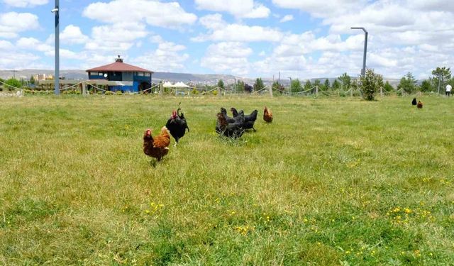 Keneyle mücadelede gezici tavuk kümesi uygulaması